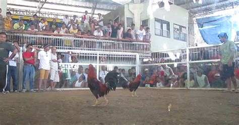 sabong, cockfighting derby|Bakbakan Derby Arena Cockpits in the Philippines: A Cultural .